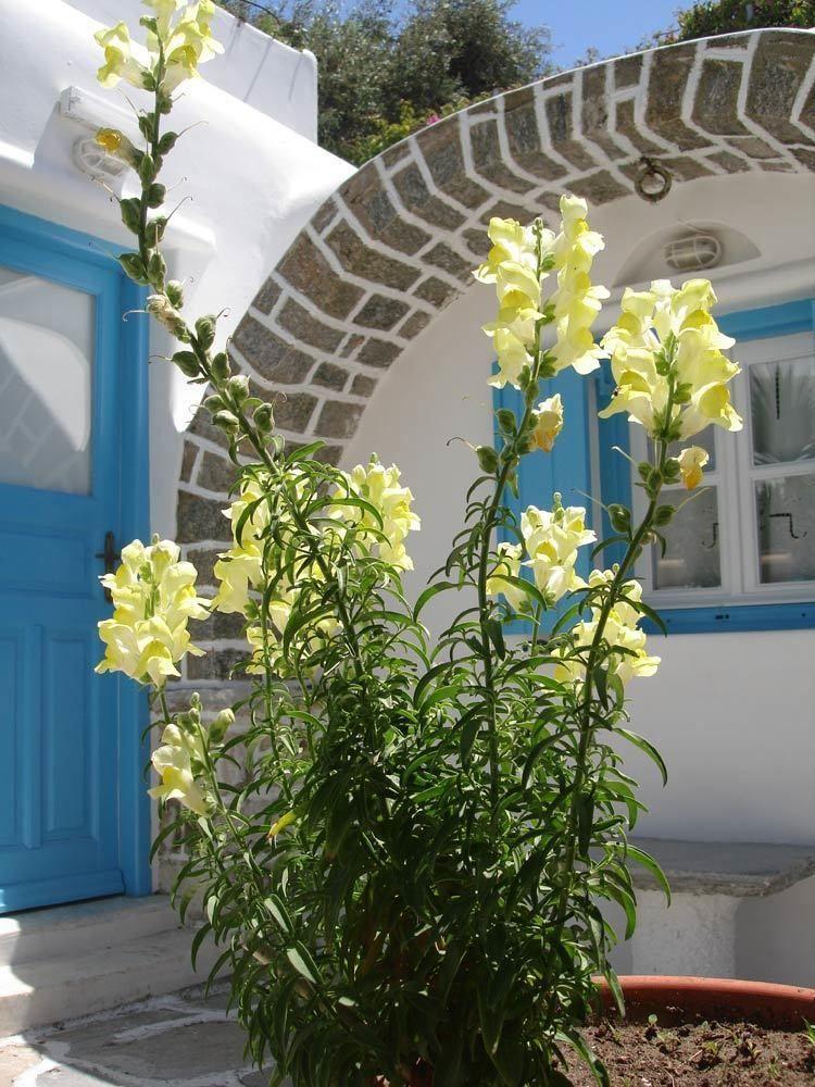 Hotel Philippi Mykonos Town Exterior foto